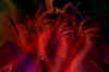 light-hands.JPG (55845 Byte)